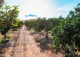 Marratxi. Gran finca rústica en venta. Explotación de cítricos en Mallorca