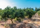 Marratxi. Gran finca rústica en venta. Explotación de cítricos en Mallorca