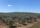 Sevilla. Finca olivar en venta en el Valle del Guadalquivir.