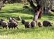 Jabugo. Fabrica de jamones y embutidos ibéricos en venta. Sierra de Huelva.