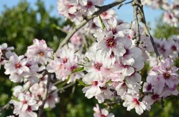 Finca de almendros en venta. Córdoba