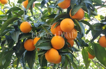 Huelva. Finca agrícola en venta. 200 hectáreas de cítricos.
