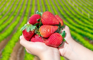 Finca de 288 hectáreas de fresas en plena producción. Huelva