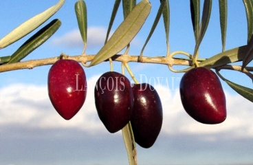 Finca olivar y almendros en venta.  Antequera. Málaga. 