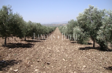 Antequera. Málaga. Finca olivar en venta.