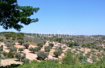 Madrid.  Finca Rústica olivar en venta. Villarejo de Salvanés.