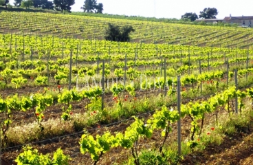 Almansa. Fincas y bodega ecológica en explotación. Viñedos, olivar y almendros.