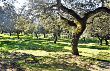 Badajoz. Fincas en venta. Explotación ganadera y coto de caza.