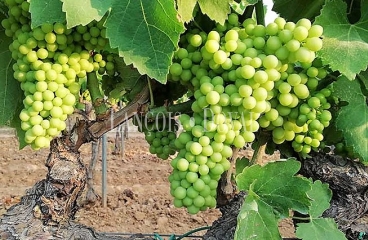 Penedès. Viñedos y fincas en venta. Denominación origen.