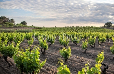 Alt Empordà. Masía y bodega en venta. Costa Brava. Ideal hotel con encanto.