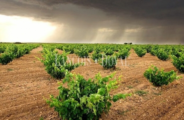 Bodega en venta. Vinos de crianza. Denominación de Origen Toro. Zamora