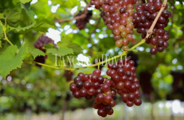 Penedés. Venta masía a reformar con viñedo. Sant Martí Sarroca