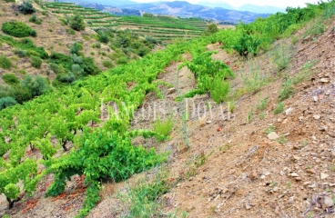 Falset. Viñedos y bodega en venta. DO Priorat.