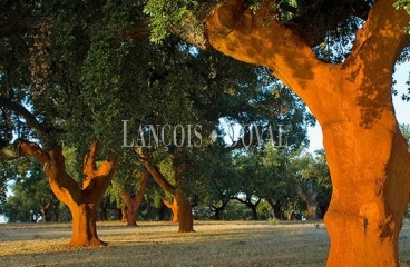 Dehesa en venta de gran superficie. Finca agrícola, ganadera y cinegética. Huelva.
