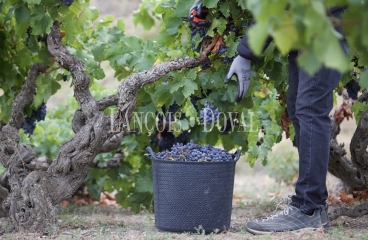 Bodega histórica y viñedos en venta en DO Campo de Borja, Aragón