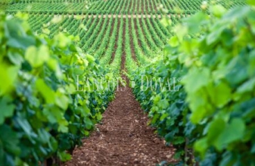 Penedès. Masía y Finca con vivero de cepas en venta.
