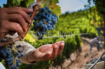 Bodega en venta en la Ribera del Duero con modernas instalaciones y proyección internacional