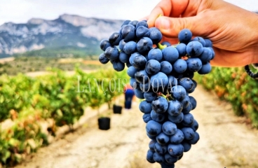 Ribera De Duero. Peñafiel. Finca agrícola en venta en la Milla de Oro del vino.