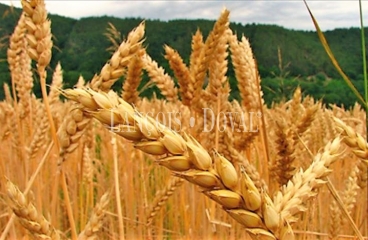 Segovia. Fincas agrícolas de secano en venta: Rentabilidad y estabilidad