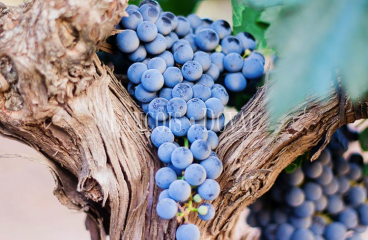 Bodega de tradición familiar en venta en la DO Ribera del Duero: una inversión estratégica en una de las regiones vinícolas más prestigiosas del mundo