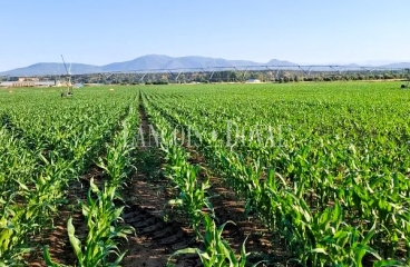 Toledo. Finca agrícola y ganadera en venta a una hora de Madrid: 64 hectáreas de regadío e infraestructuras productivas
