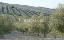 Granada. Olivar y coto de caza en venta