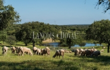 Cáceres. Venta finca ganadera, agroturismo y coto de caza.