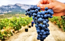 Ribera De Duero. Peñafiel. Finca agrícola en venta en la Milla de Oro del vino.